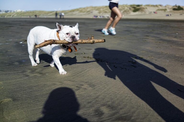 10 Most Popular Dog Breeds in California