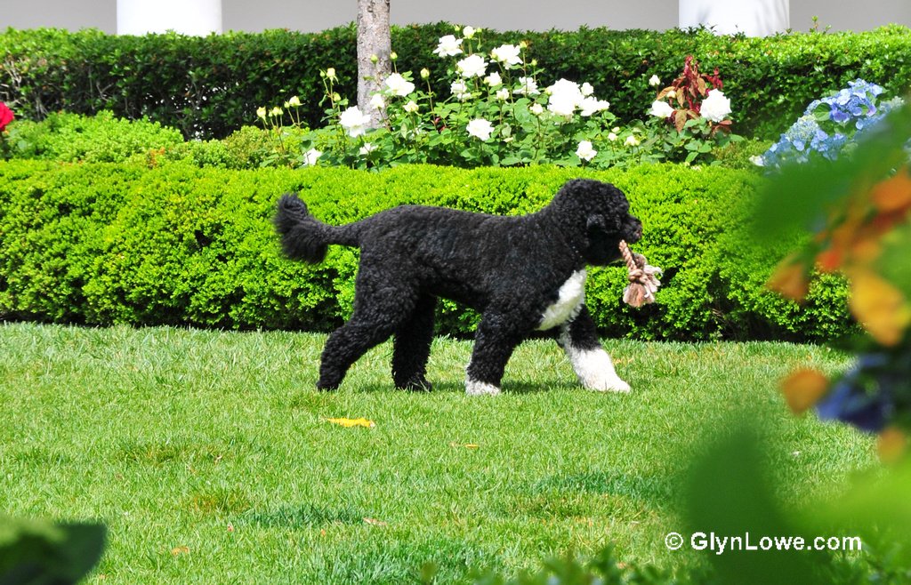 Considering Allergies and Sensitivities (image credits: wikimedia)