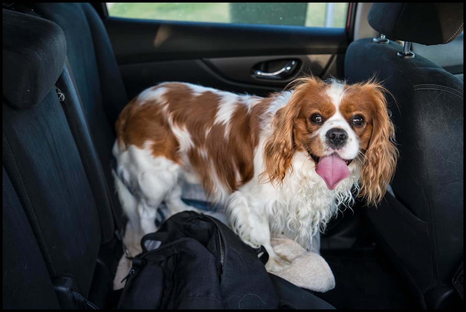 A Loyal Companion: The Cavalier King Charles Spaniel (image credits: wikimedia)