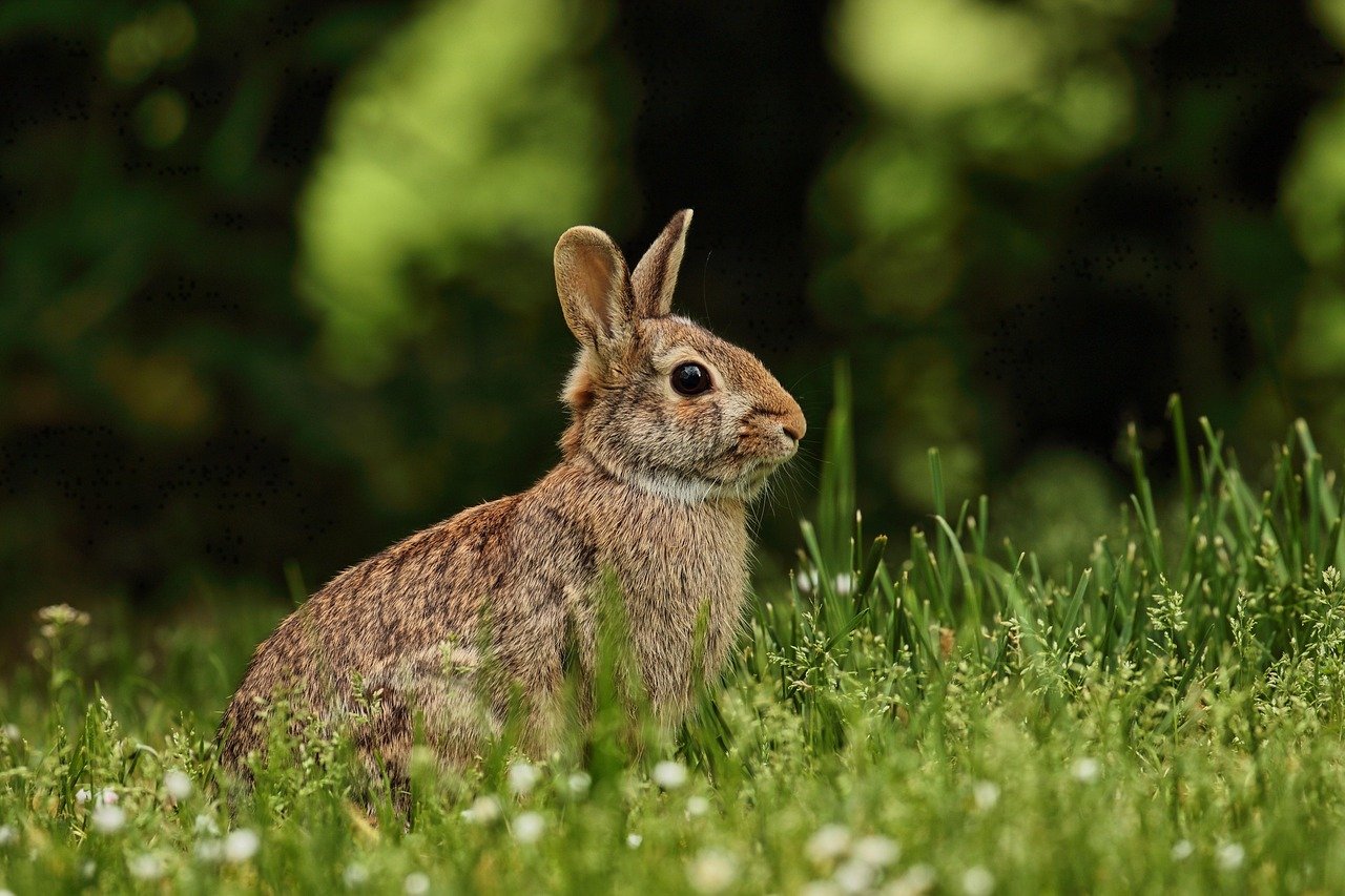 Thumping: The Rabbit's Warning Signal (image credits: pixabay)