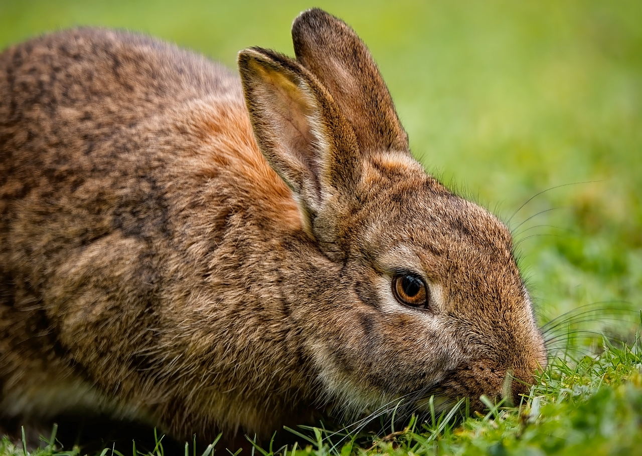 Chinning: Marking Their Territory (image credits: pixabay)