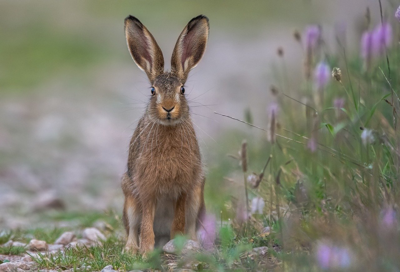 Unique Communication: The Language of Ears (image credits: pixabay)