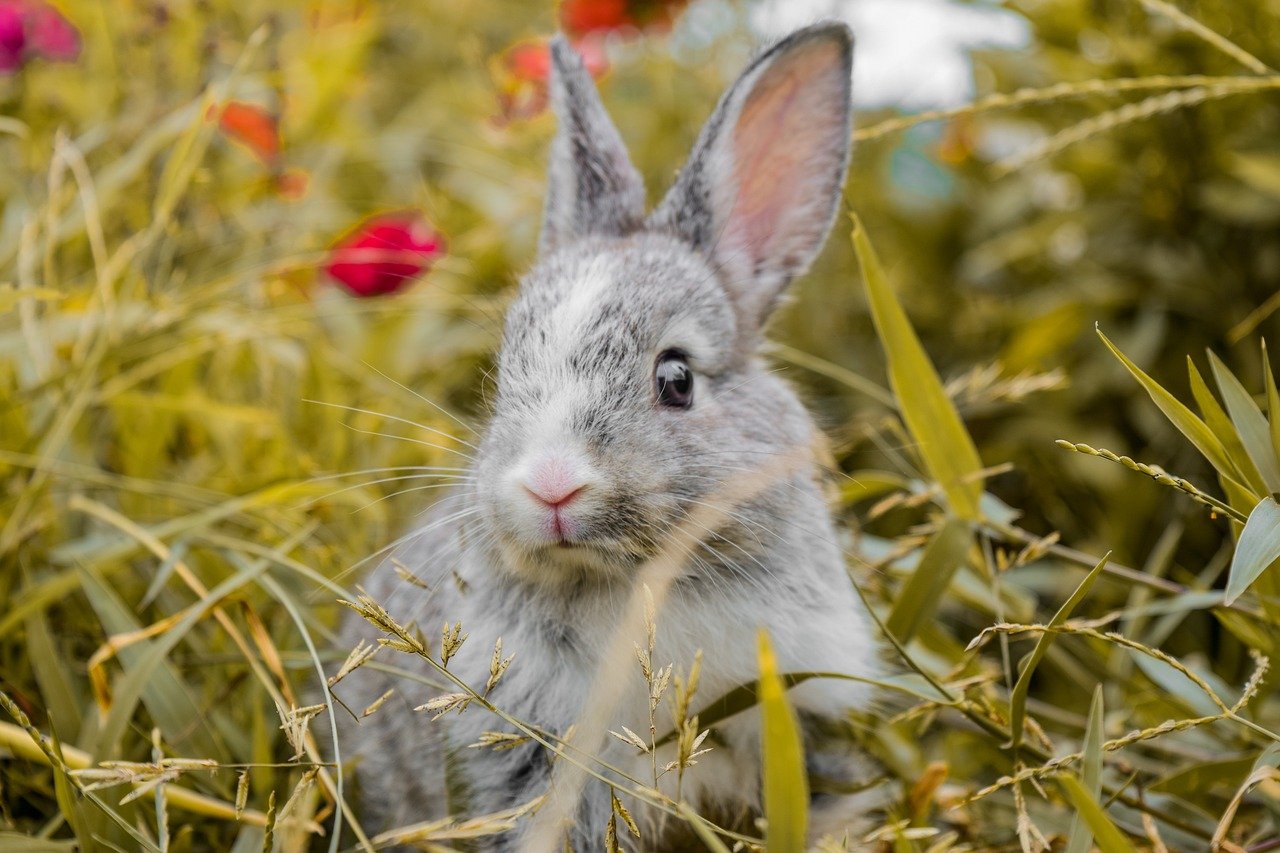 12 Quirky Traits That Make Rabbits Special