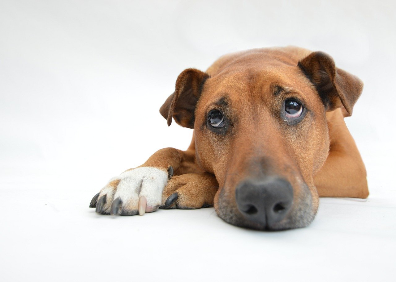 13. Reluctant to Play (image credits: pixabay)