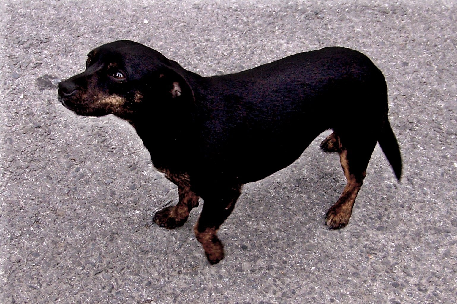 14. Avoids Physical Contact (image credits: wikimedia)
