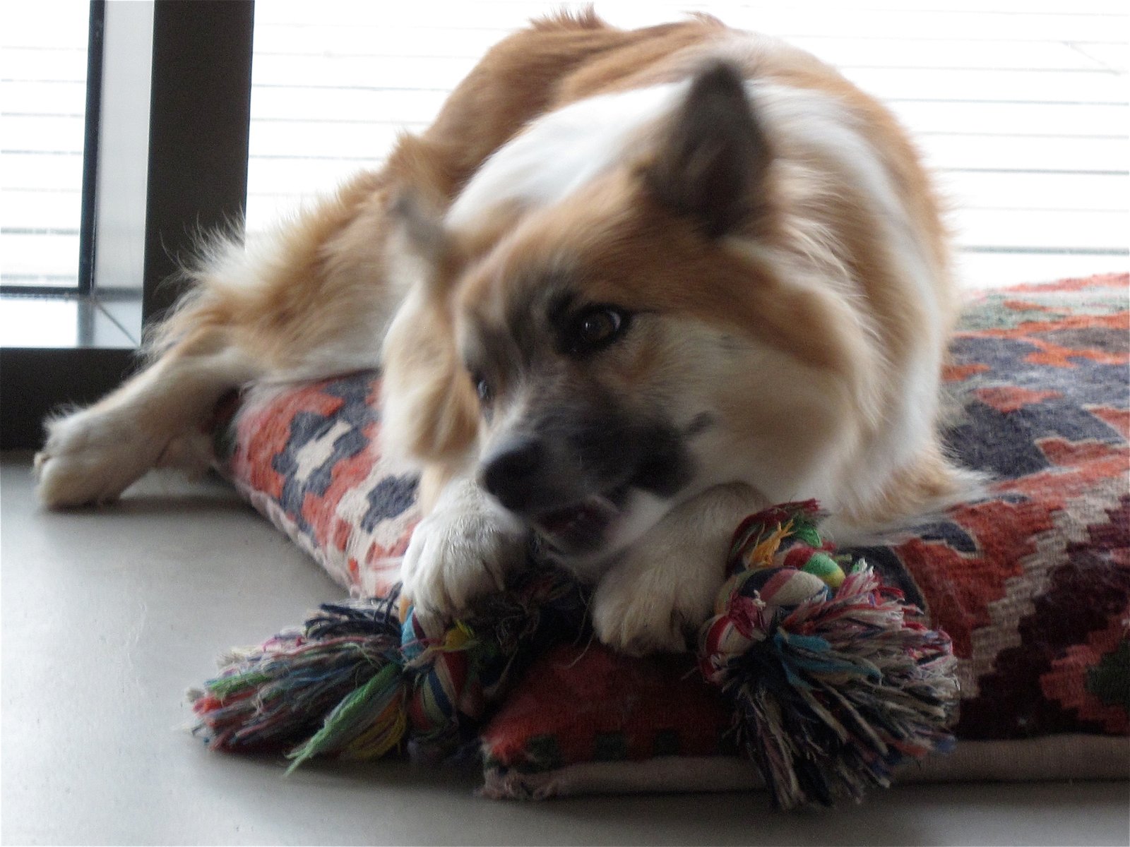 Understanding Your Dog’s Needs (image credits: wikimedia)