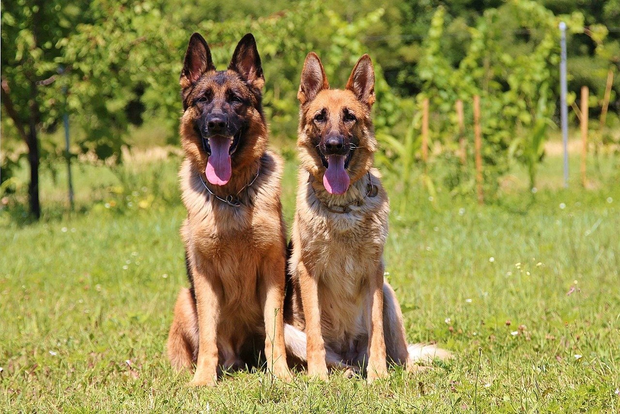 Understand Their Temperament (image credits: pixabay)