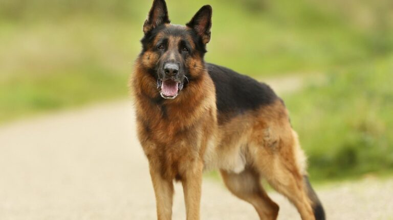10 Best Pieces of Advice for New German Shepherd Owners