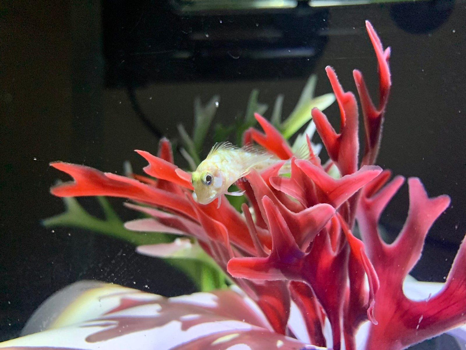 Quarantine New Fish (image credits: wikimedia)