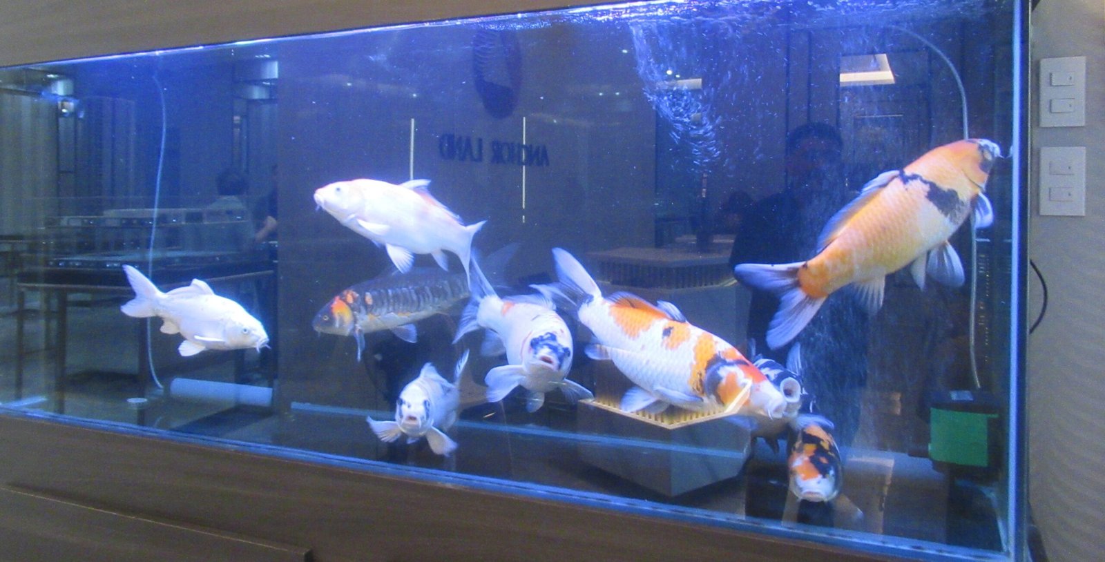 12 Tips for Maintaining Water Quality in Your Fish Tank