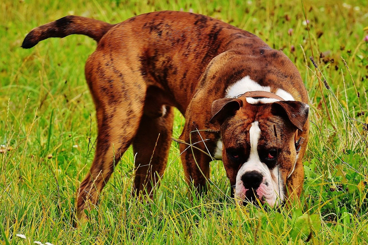 11. Boxer: Energetic and Playful Companions (image credits: pixabay)