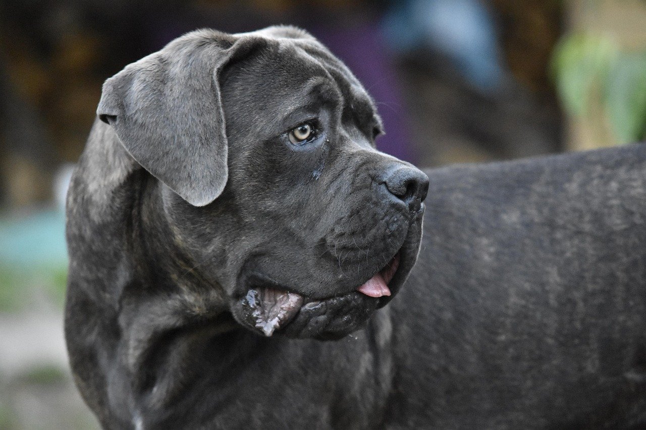 12. Cane Corso: Powerful and Protective Guardians (image credits: pixabay)
