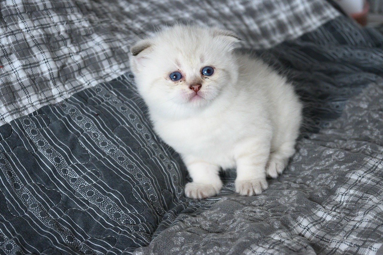 The Joy of Raising a Scottish Fold Kitten (image credits: pixabay)