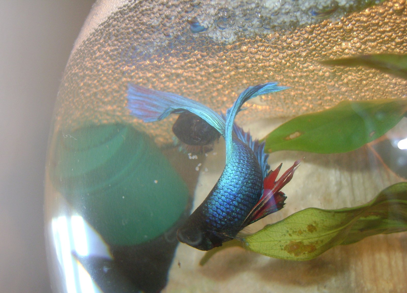 Water Quality: The Silent Killer (image credits: wikimedia)