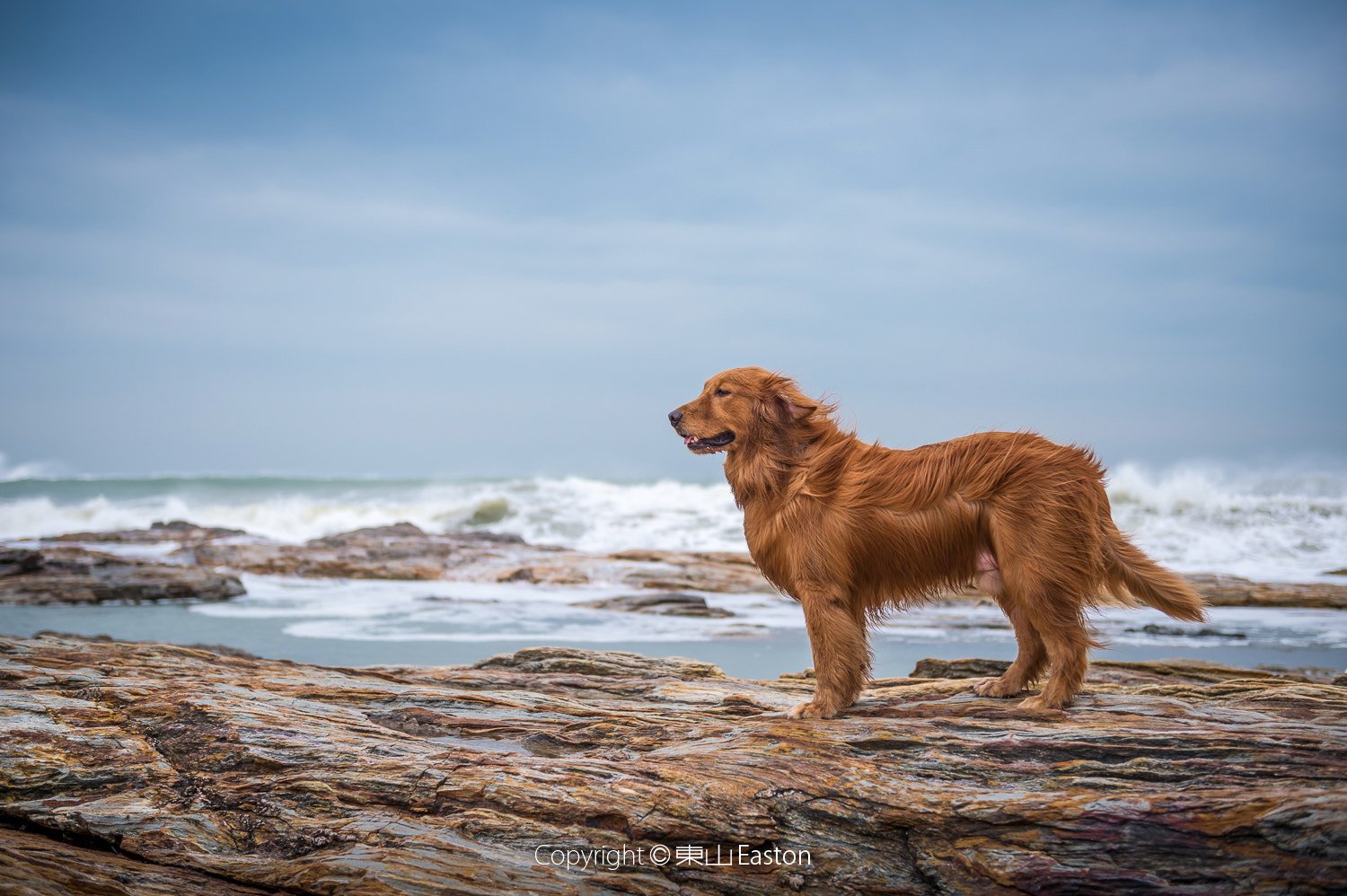Golden Retriever: The Loyal Companion (image credits: wikimedia)