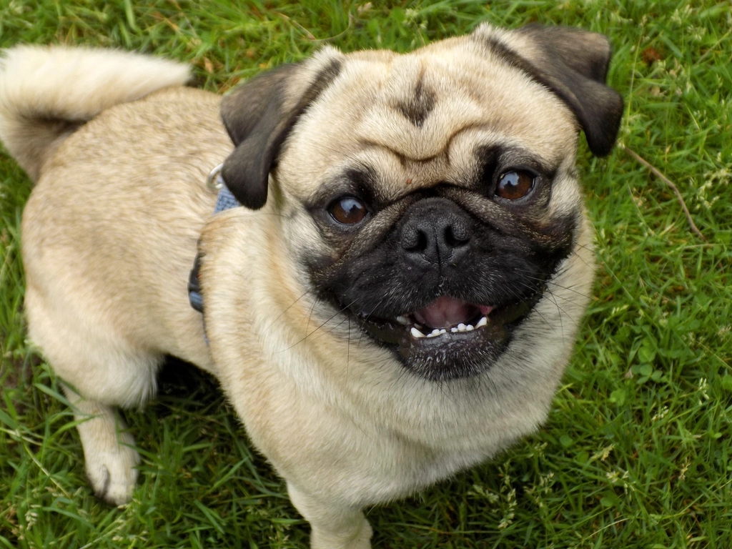 Pug: The Comedic Companion (image credits: rawpixel)