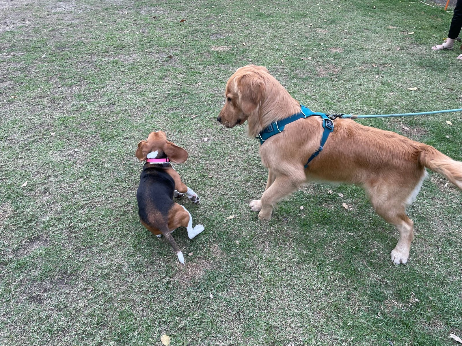 Social Butterflies: Embracing New Friends (image credits: wikimedia)