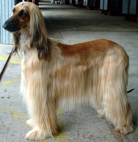 The Mysterious Afghan Hound (image credits: wikimedia)