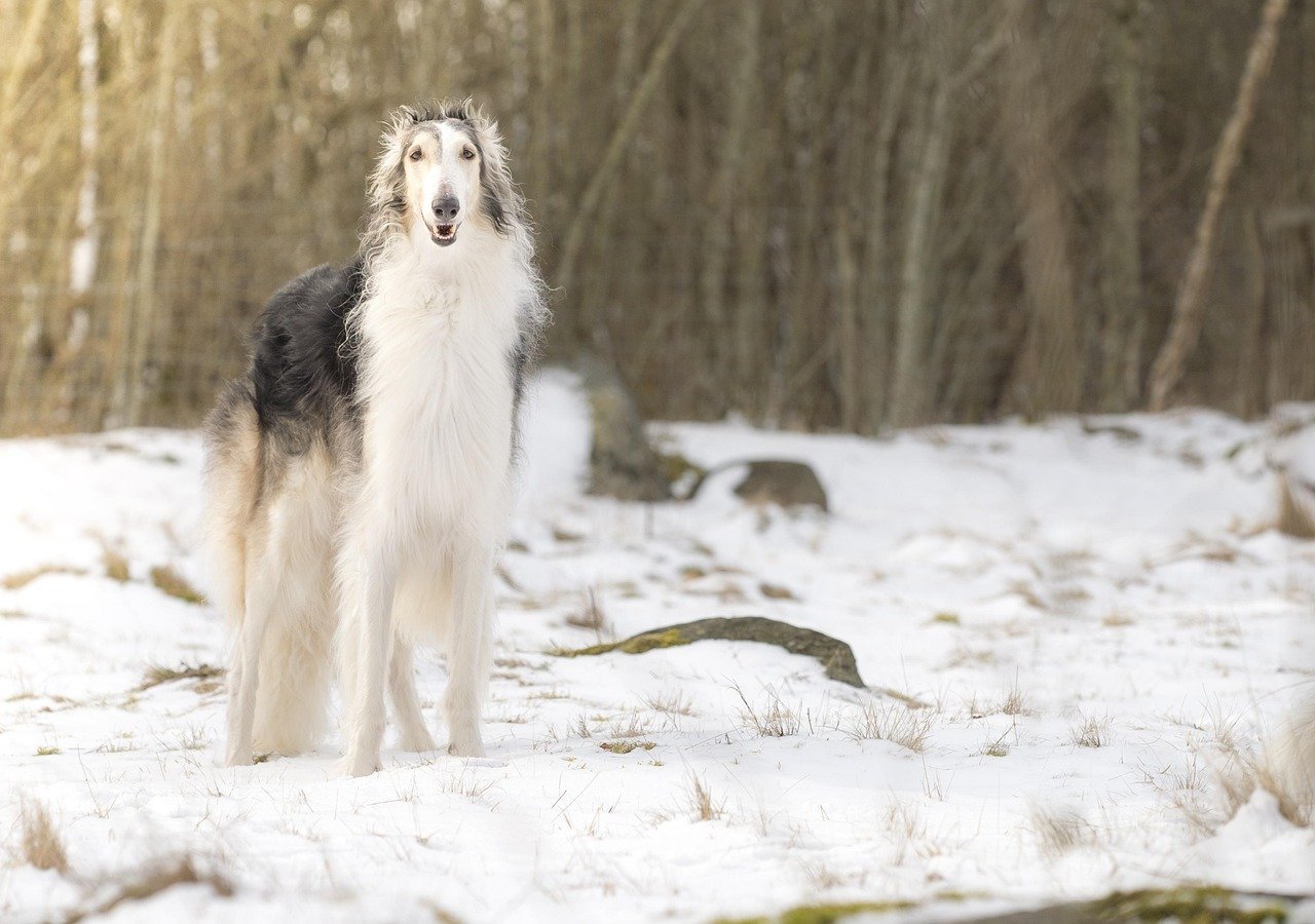 The Aloof Borzoi (image credits: pixabay)