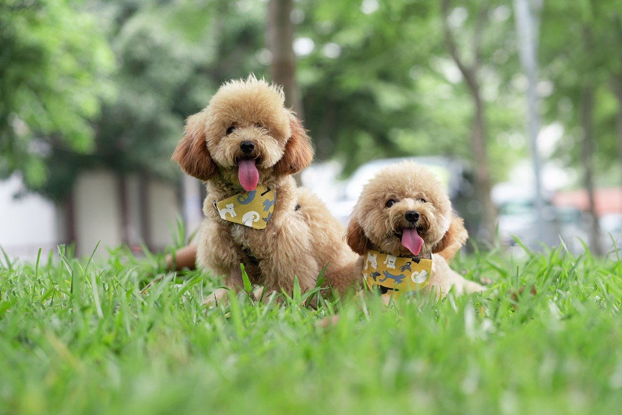 The Affectionate Poodle (image credits: pixabay)