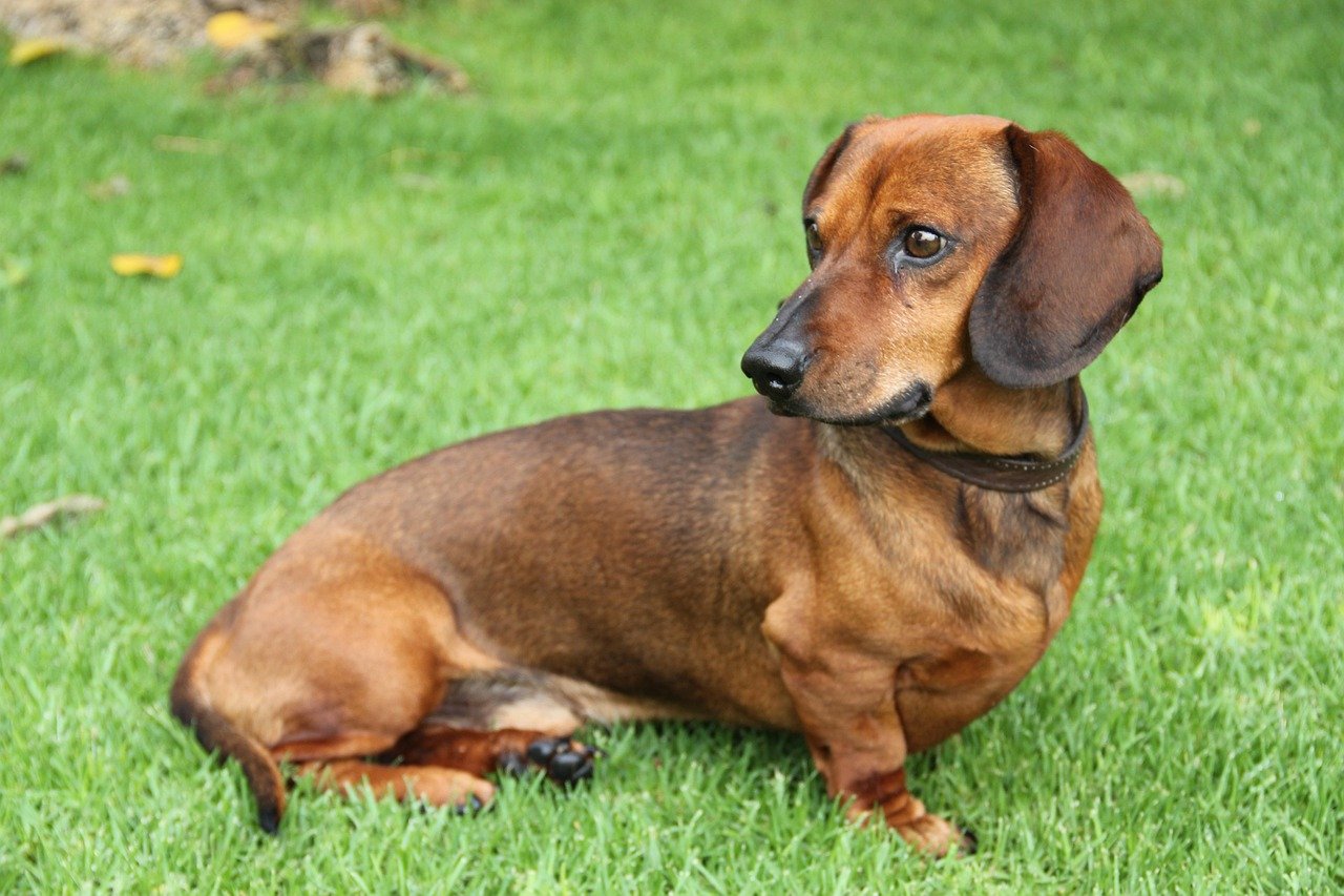 The Affectionate Dachshund (image credits: pixabay)