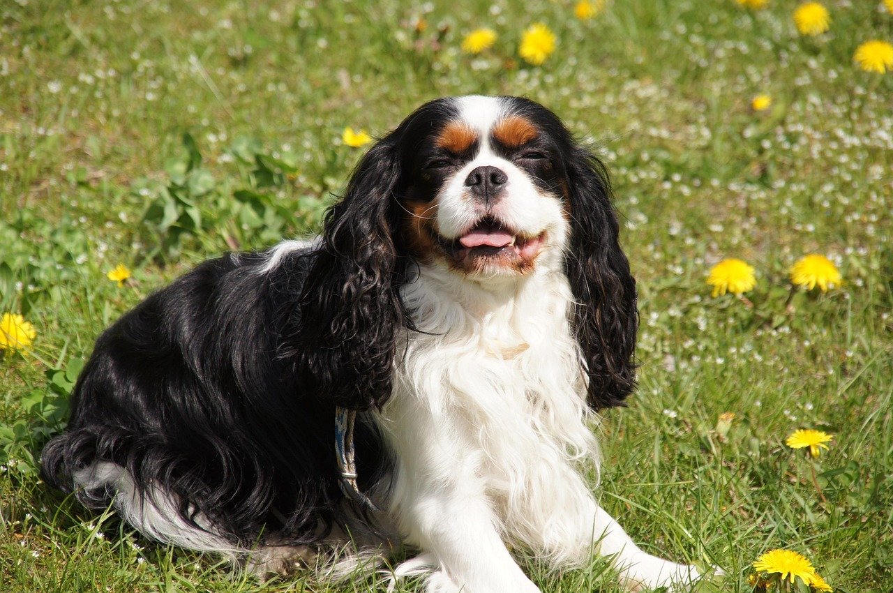 The Friendly Cavalier King Charles Spaniel (image credits: pixabay)