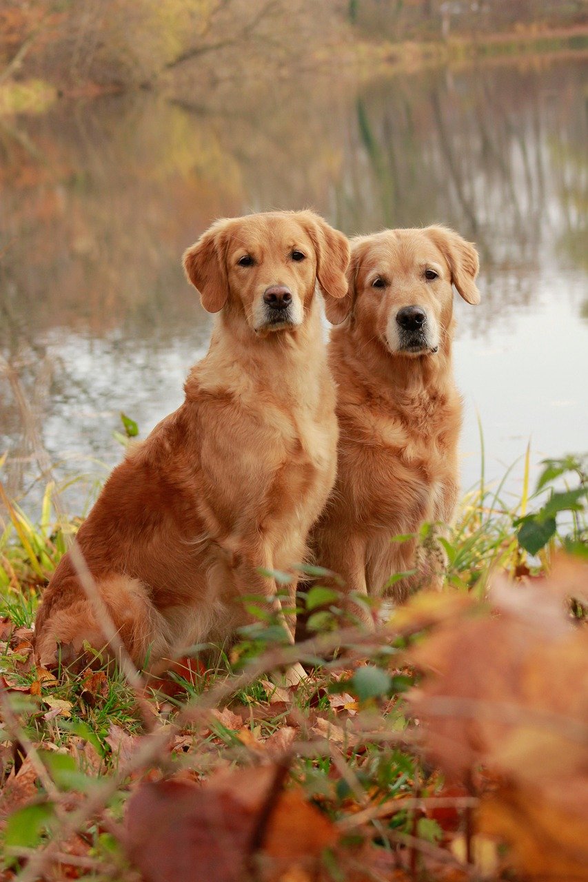 Golden Retrievers: The Embodiment of Calm (image credits: pixabay)