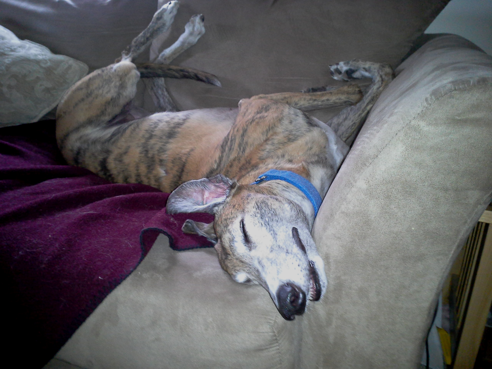 The Calm and Collected Greyhound (image credits: wikimedia)