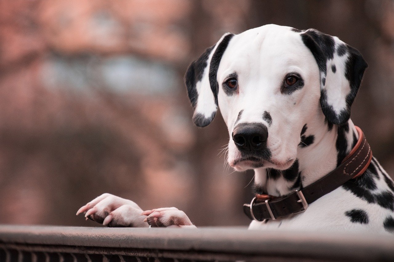 Dalmatian: The Spotted Innovator (image credits: pixabay)