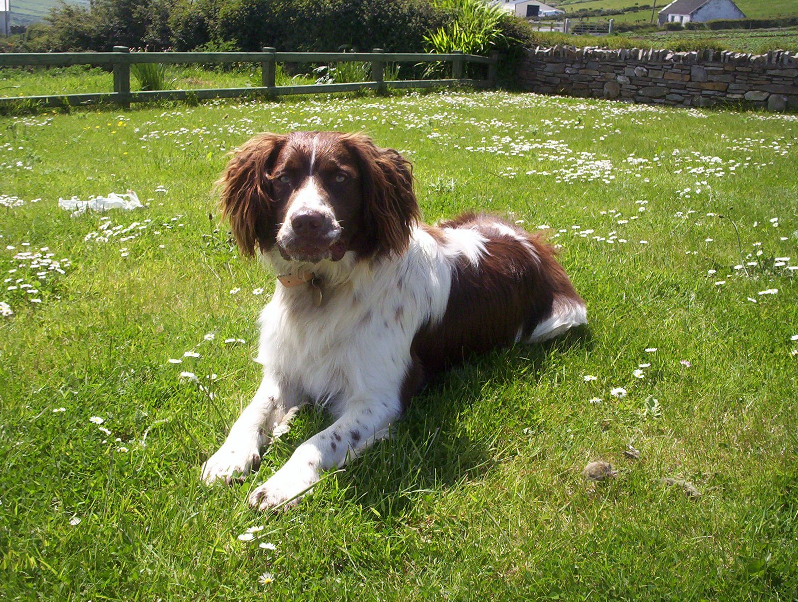 English Springer Spaniel: The Spirited Companion (image credits: wikimedia)