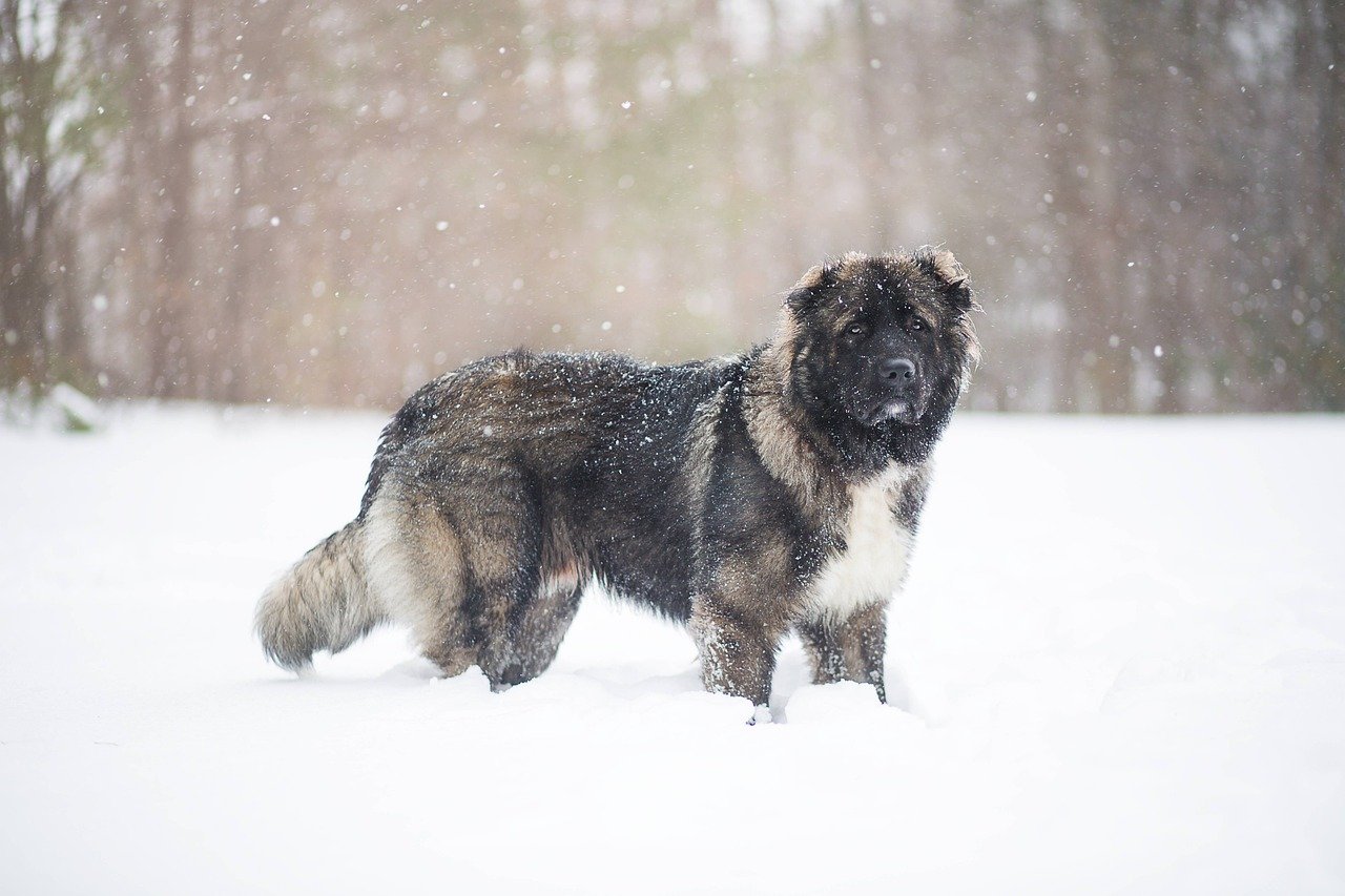 Proper Nutrition for a Healthy Akita (image credits: pixabay)
