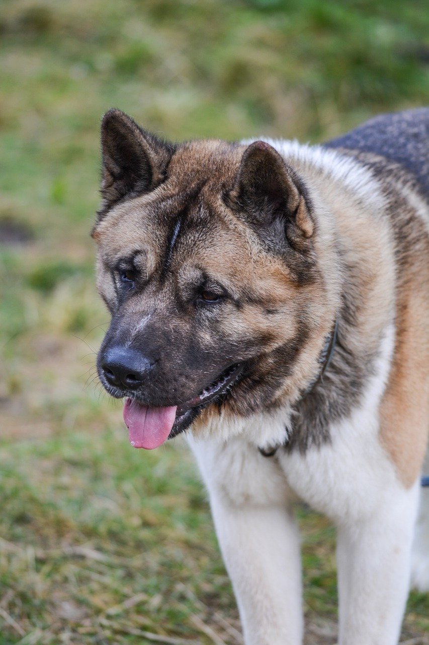 Embracing the Joy of Akita Ownership (image credits: pixabay)