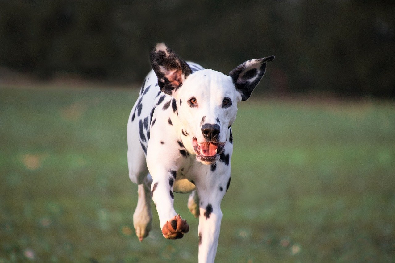 Dalmatian: The Dapper Jogger (image credits: pixabay)