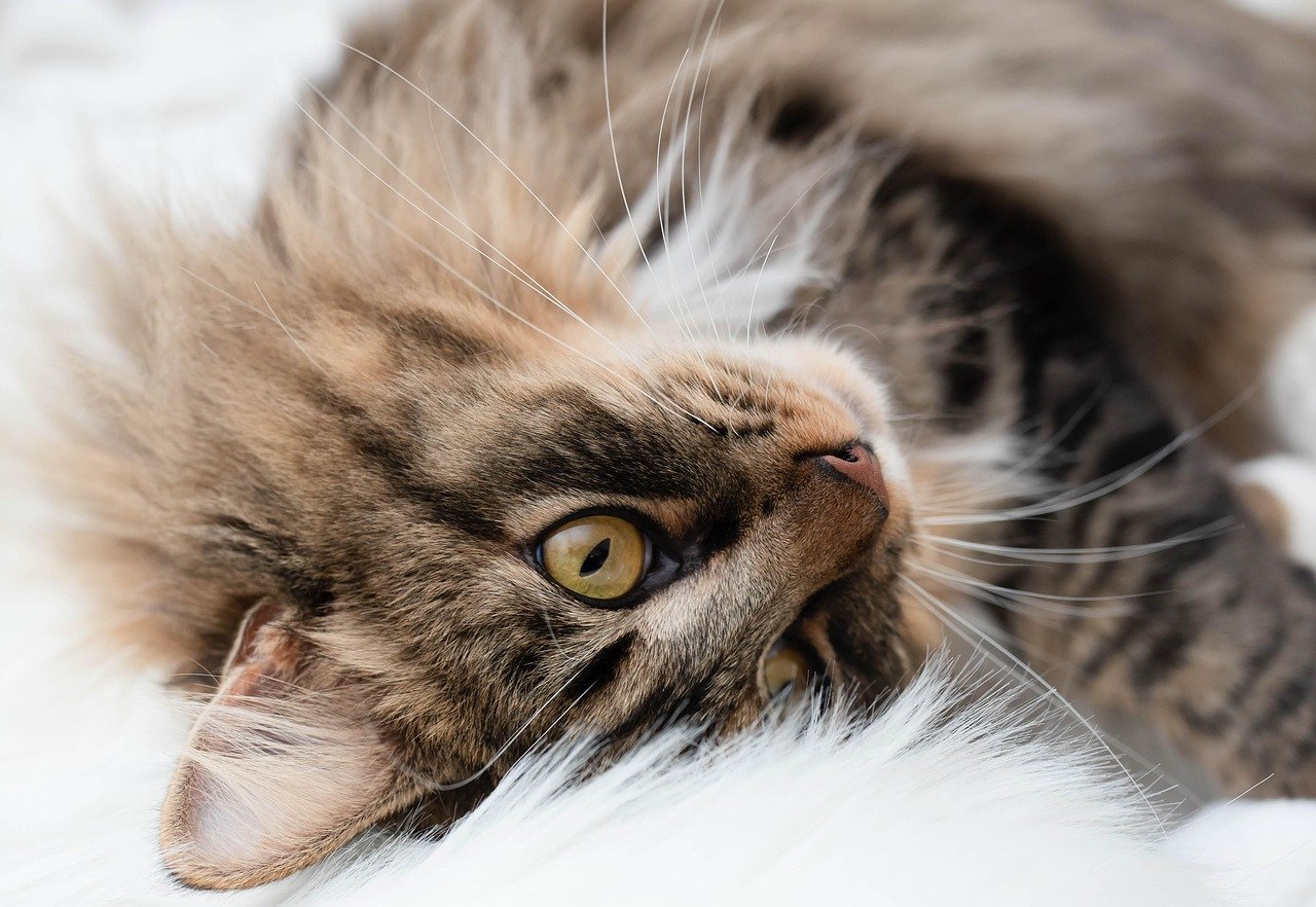 Purring With a Purpose (image credits: pixabay)