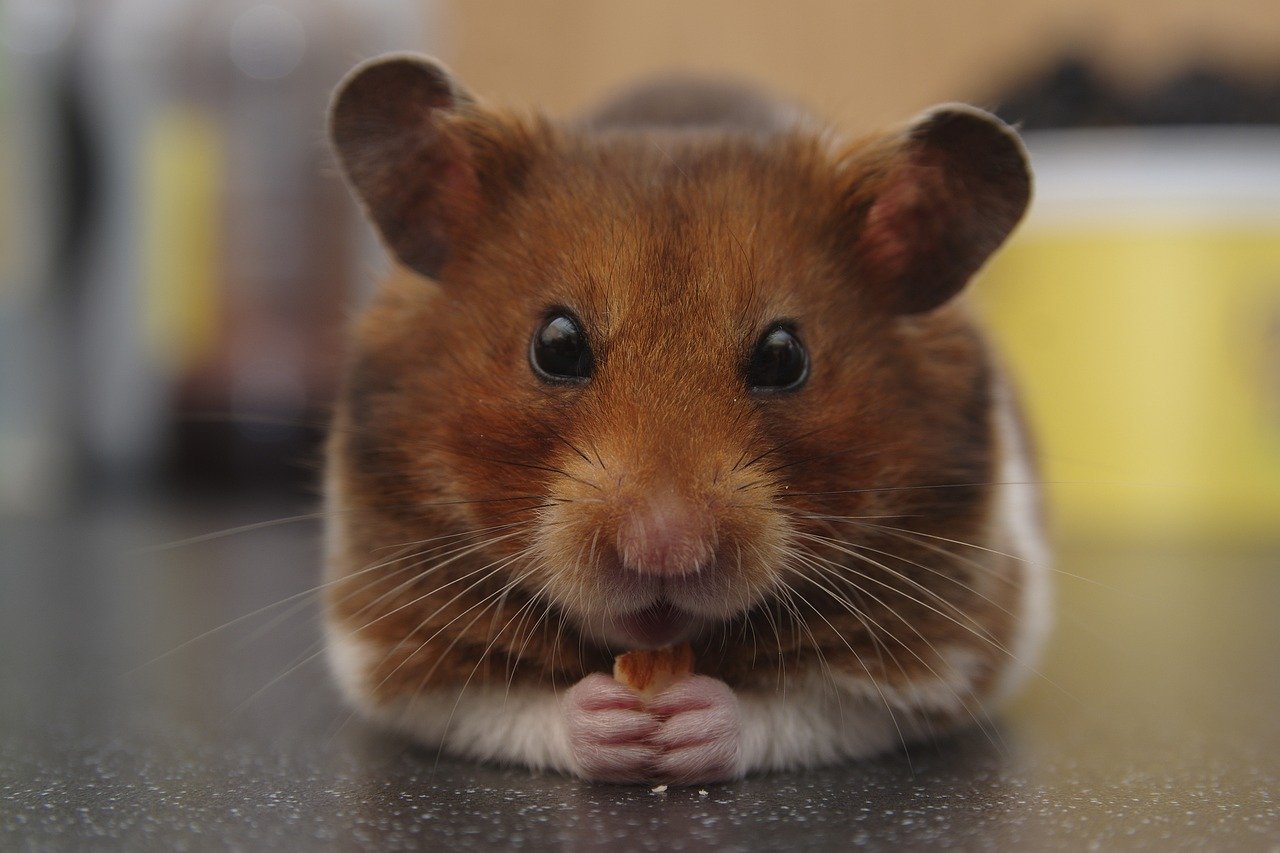 Hamsters: The Classic Tiny Companion (image credits: pixabay)