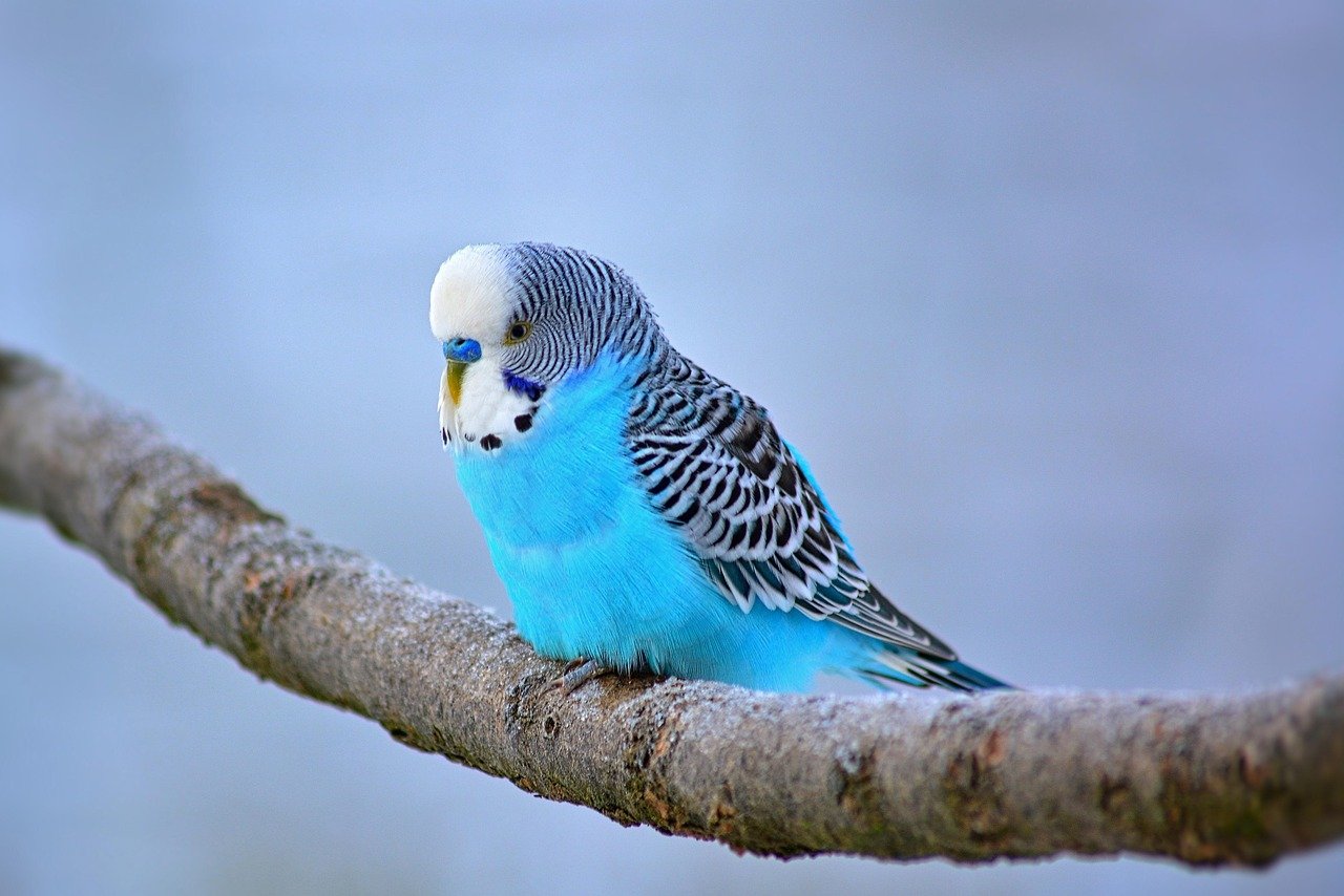 Budgies: Colorful, Chirpy Feathered Pals (image credits: pixabay)