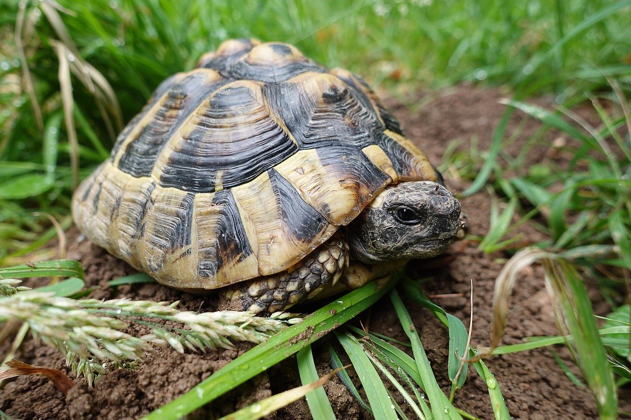 Tortoise: Unusual and Intriguing Pet (image credits: pixabay)