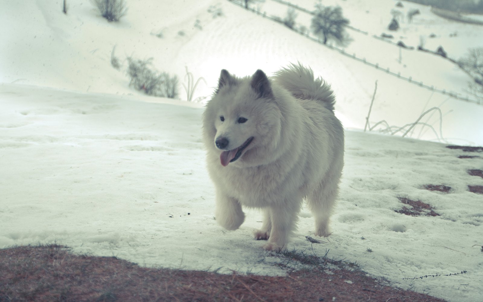 Samoyed: Smiling Through the Frost (image credits: wikimedia)
