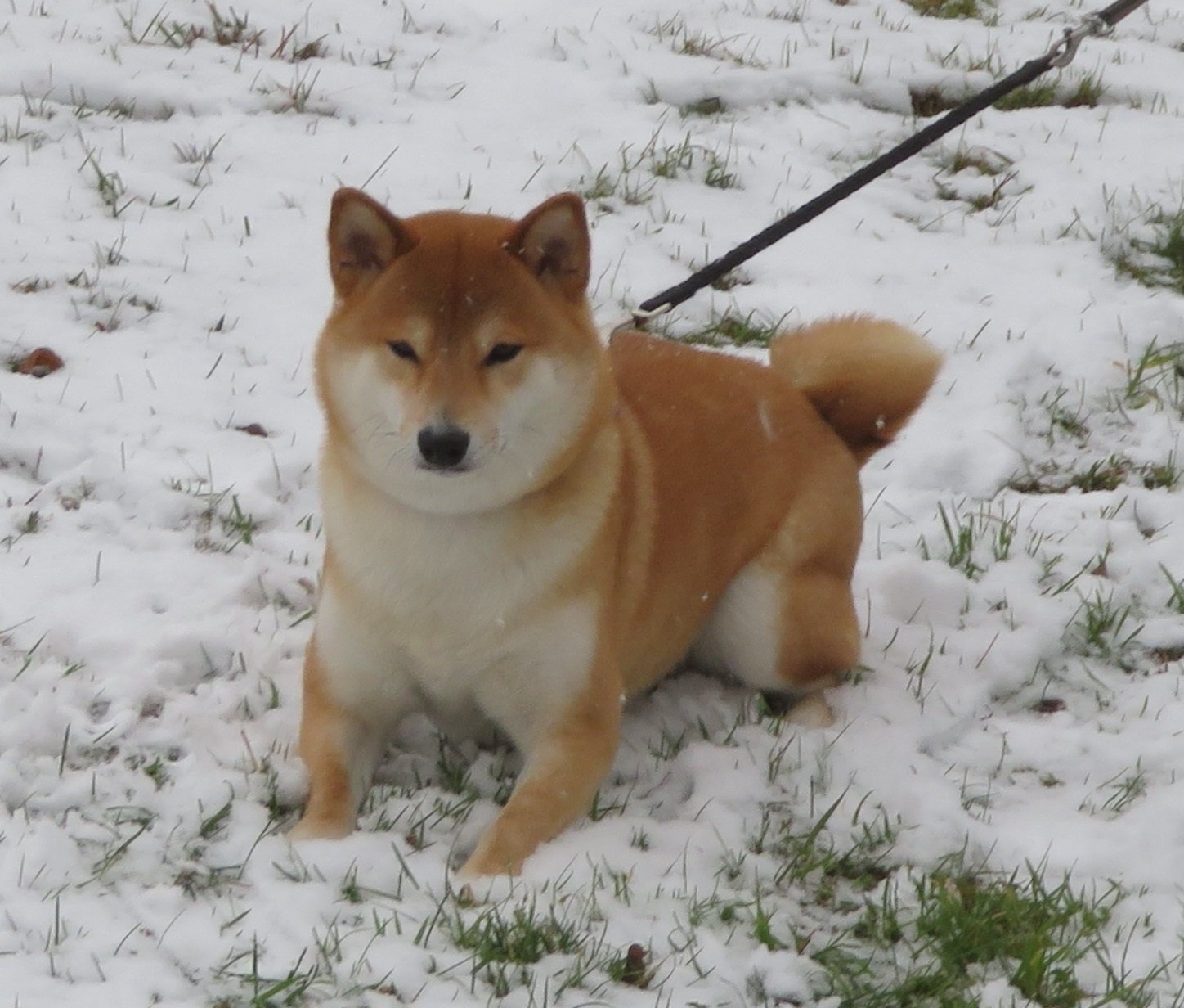 Shiba Inu: Japan’s Snowy Spirit (image credits: wikimedia)