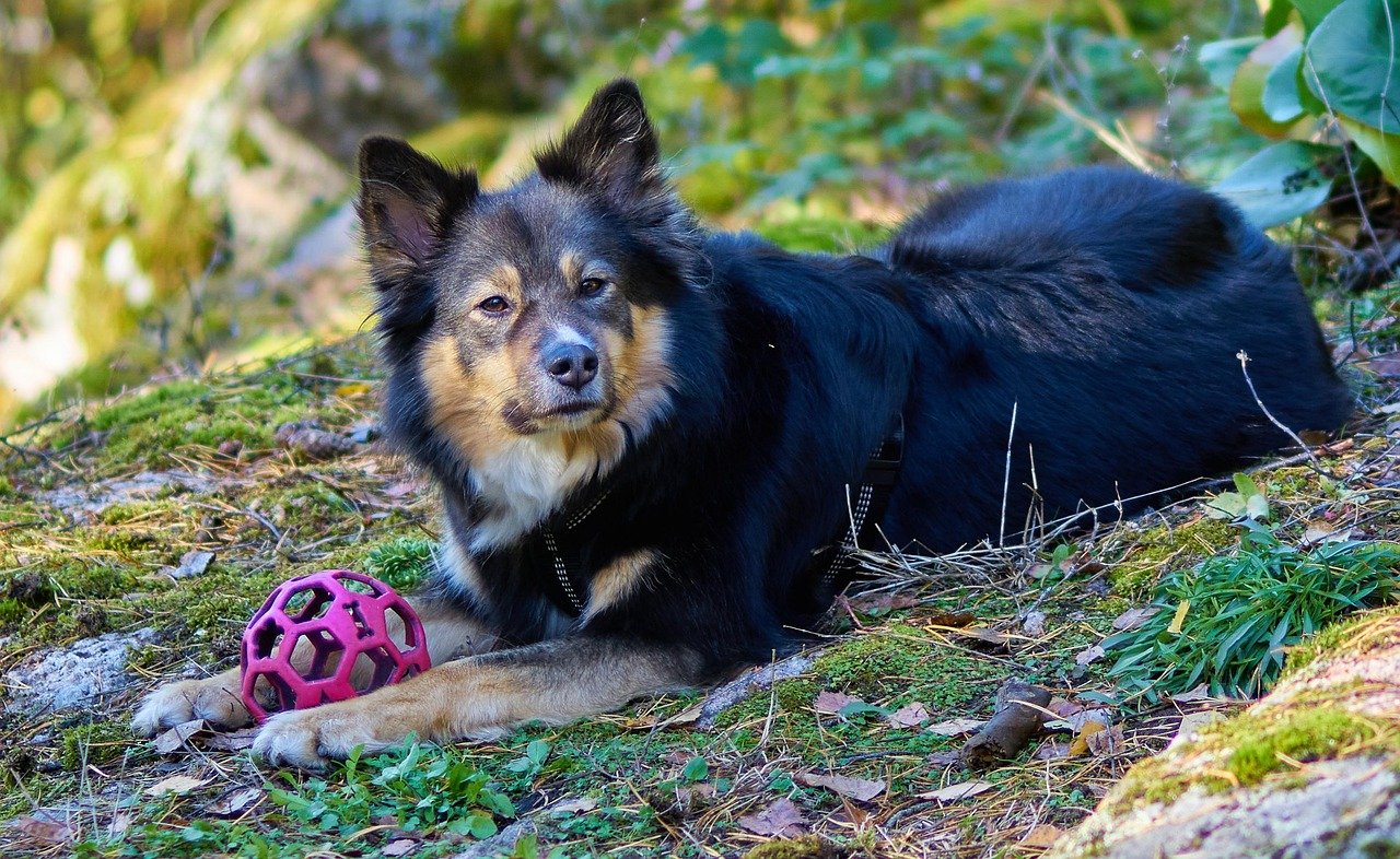 Finnish Lapphund: Arctic Herding Star (image credits: pixabay)