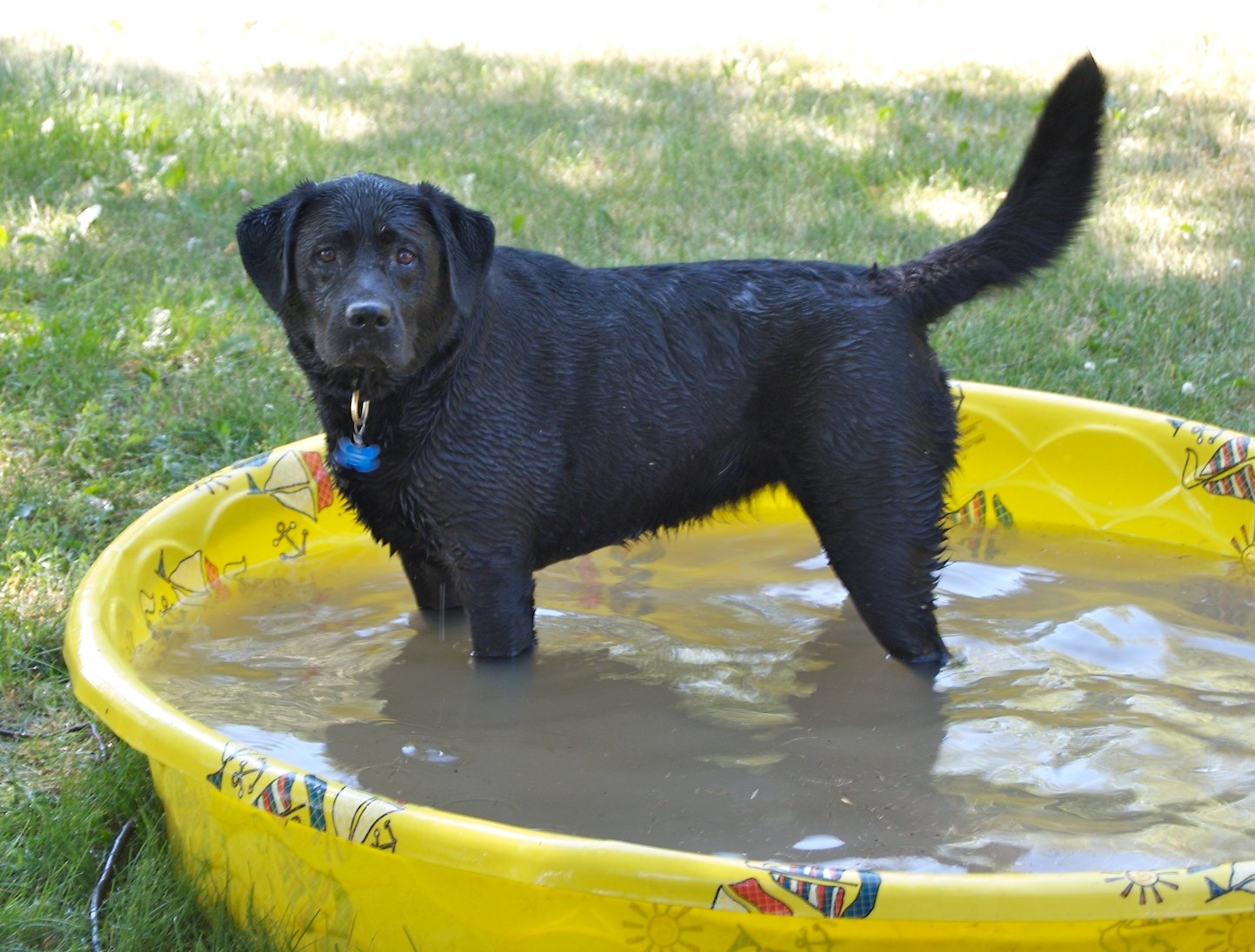 Labrador Retriever: Humid Weather’s Best Friend (image credits: wikimedia)
