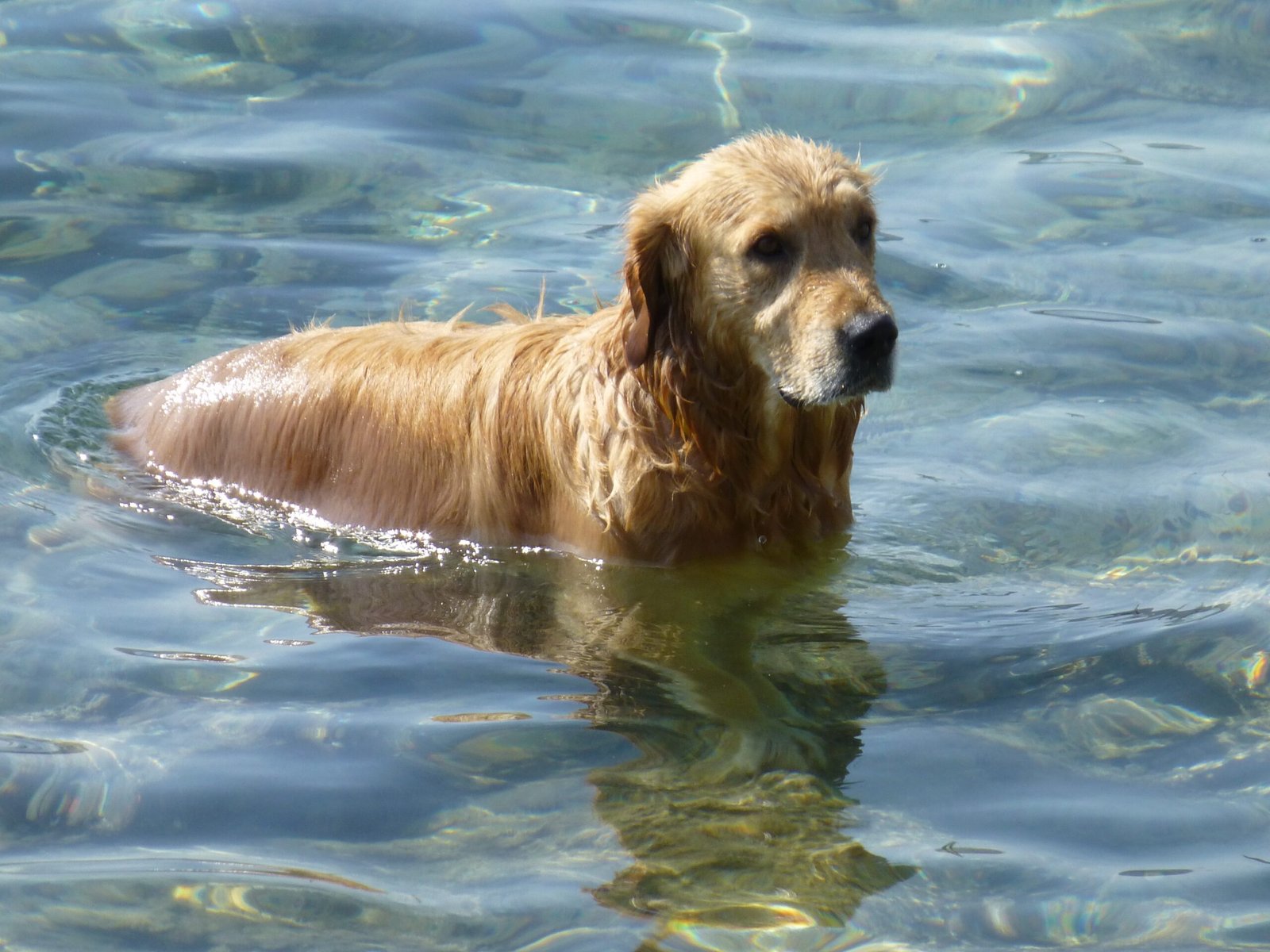Golden Retriever: Sunshine and Smiles (image credits: wikimedia)