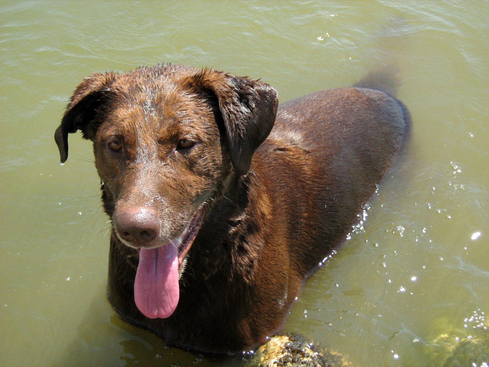 Chesapeake Bay Retriever: The Duck Hunter’s Delight (image credits: wikimedia)