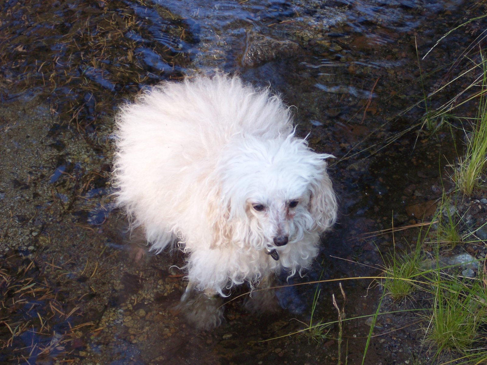 Poodle: The Versatile Humid Weather Star (image credits: wikimedia)