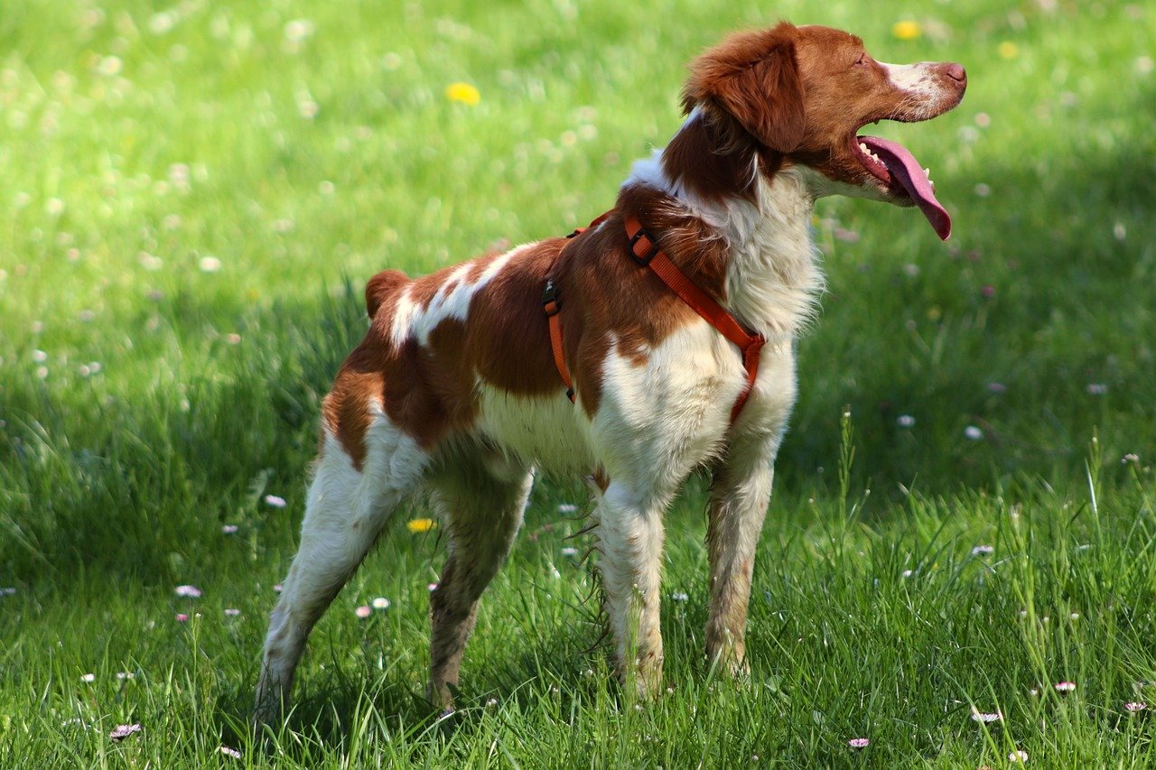 Brittany Spaniel: The Energetic Outdoor Adventurer (image credits: pixabay)