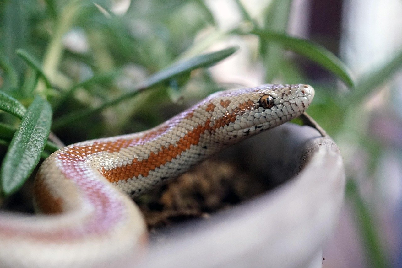 Rosy Boa: Gentle and Easygoing (image credits: pixabay)