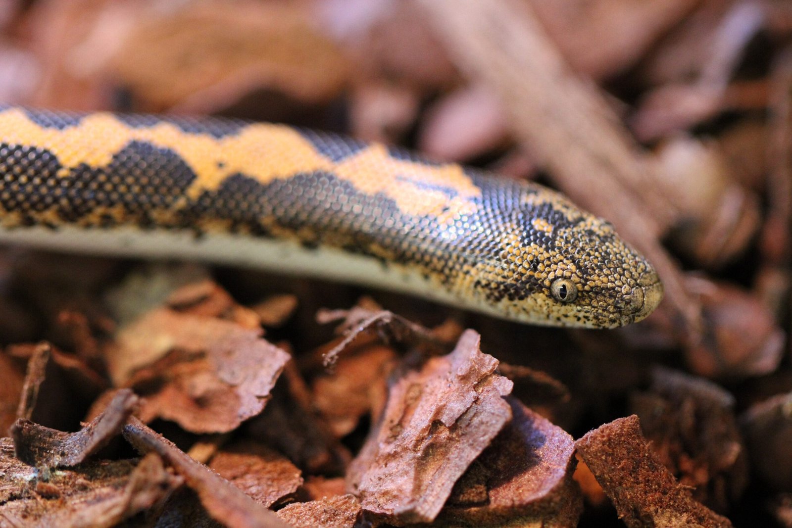 Kenyan Sand Boa: Compact and Burrowing Delight (image credits: wikimedia)