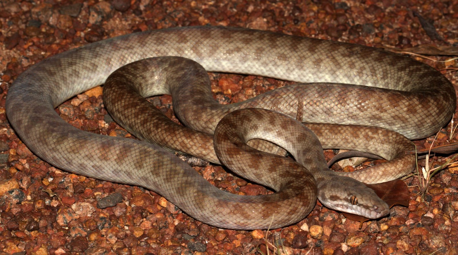 Children’s Python: Small Size, Big Personality (image credits: wikimedia)