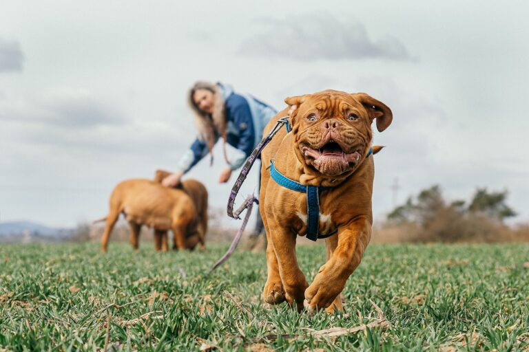 Why Your Dog’s Playfulness Boosts Your Mental Health