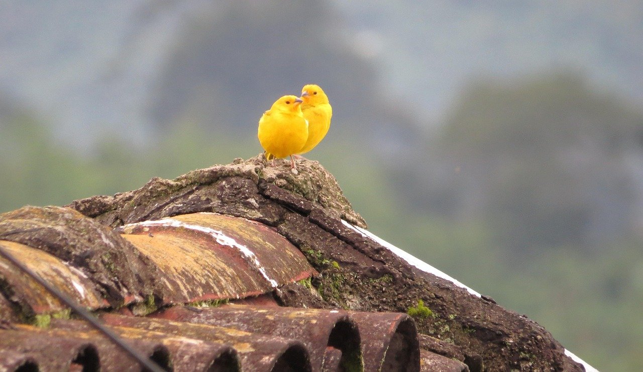 Canaries: Sensitive Souls in a Noisy World (image credits: pixabay)